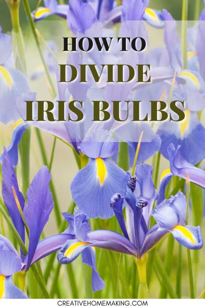 Tips and tricks for dividing iris bulbs for replanting.