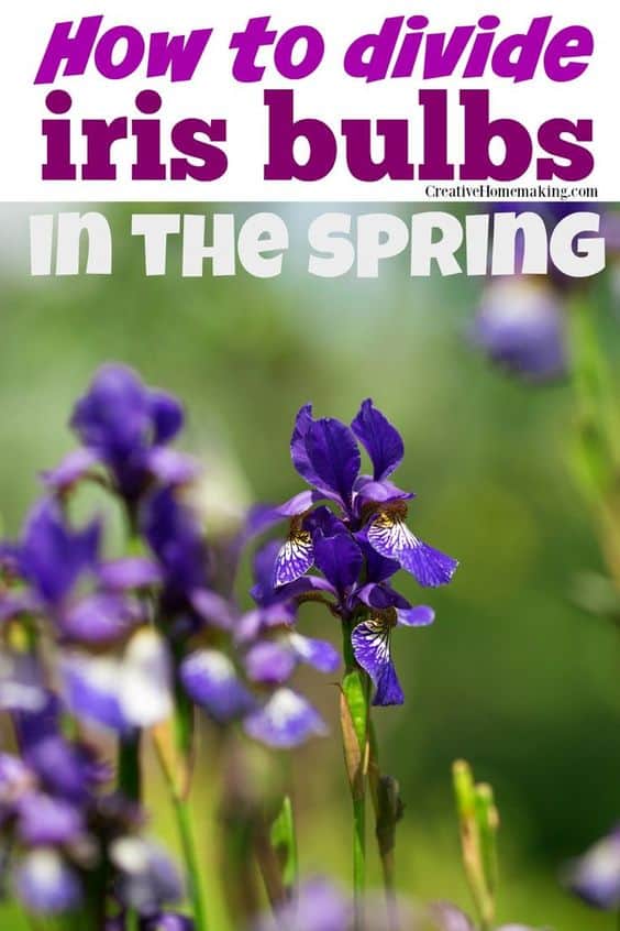The best tips for dividing and transplanting iris bulbs in the spring.