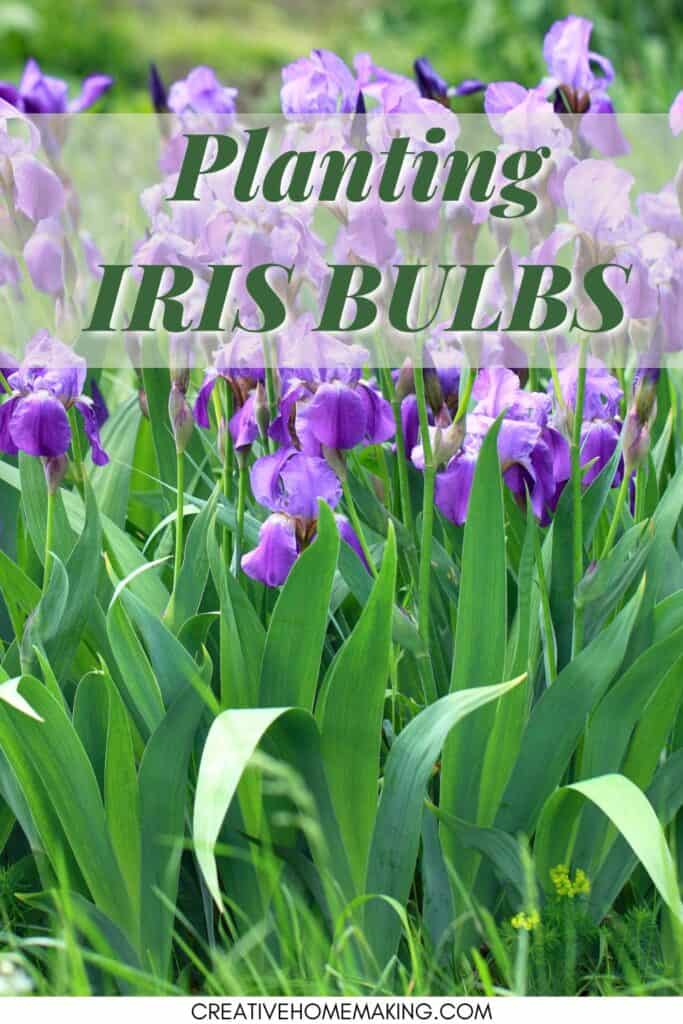 Planting iris bulbs. Best time to plant iris bulbs, planting iris bulbs in fall, and how deep to plant iris bulbs.