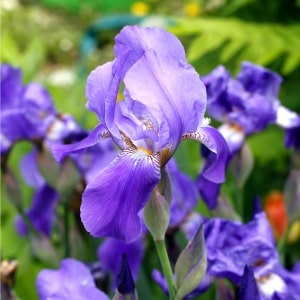 Easy tips for transplanting and dividing irises and iris bulbs.
