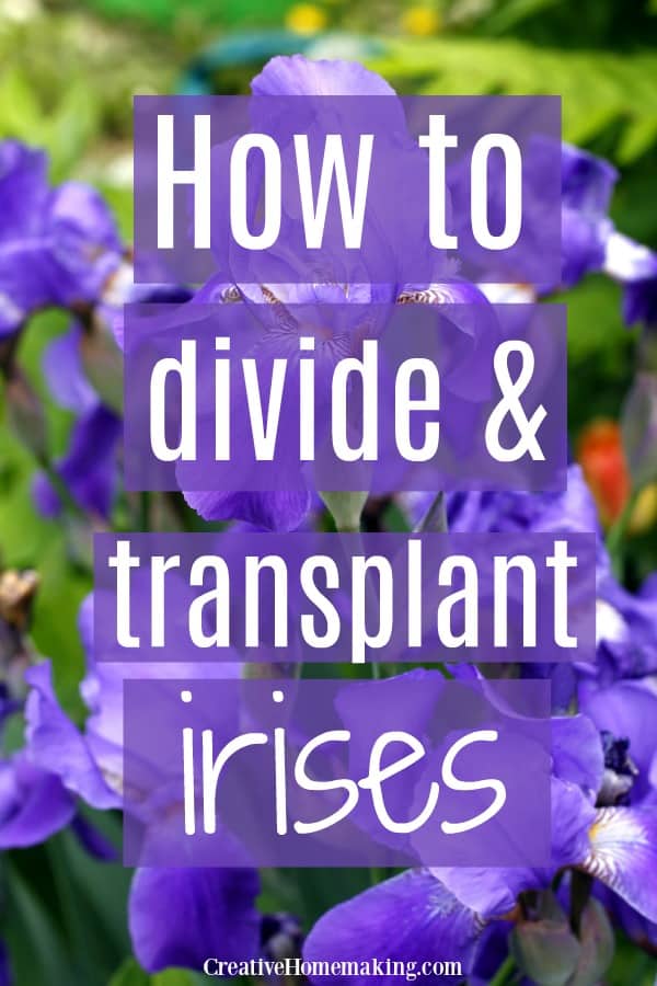 Easy tips for transplanting and dividing irises and iris bulbs.