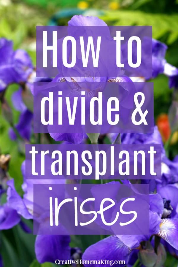 How to Divide and Transplant Iris Bulbs - Creative Homemaking