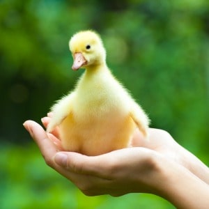 Small yellow baby duck sitting on a person's hand