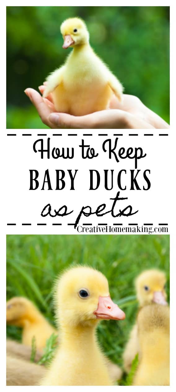 Keeping Baby Ducks as Pets Creative Homemaking