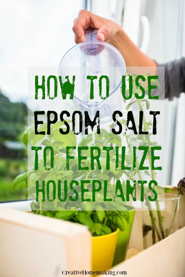 using-epsom-salt-to-fertilize-houseplants-creative-homemaking