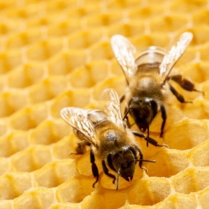 Two bees working on a piece of honeycomb in a beehive