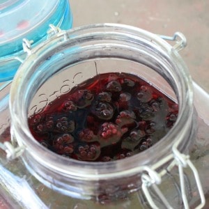 blackberry lavender kombucha