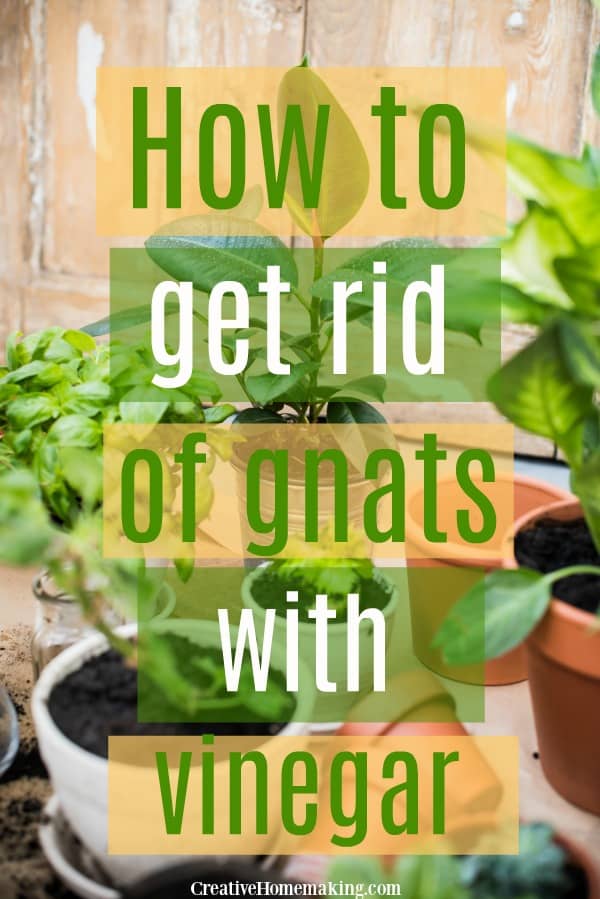 Tired of dealing with gnats in your home? Try this easy vinegar remedy to eliminate them for good! Learn how to use vinegar to create a non-toxic gnat repellent that's safe for your family and pets. Enjoy a gnat-free environment in no time!