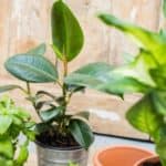 Small potted houseplants