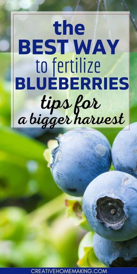 How to Fertilize Blueberry Bushes - Creative Homemaking