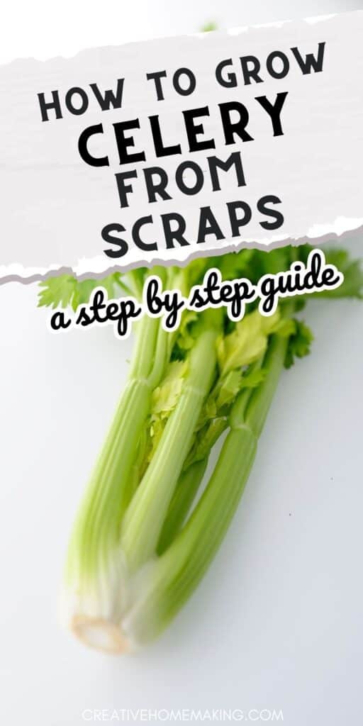Transform your kitchen scraps into a bountiful harvest with this easy guide on growing celery from scraps! You'll be amazed at how simple it is to regrow this nutritious veggie right at home. Follow these step-by-step instructions and watch your celery thrive from discarded scraps to full-grown stalks. Get ready to enjoy a sustainable and delicious addition to your garden or indoor herb collection.