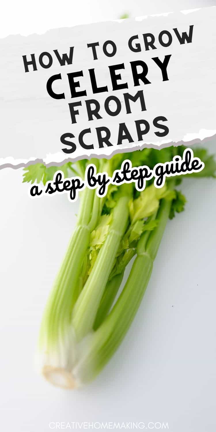 Grow Celery from Scraps A StepbyStep Guide Creative Homemaking