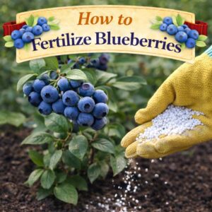 Learn the best way to fertilize blueberry bushes for healthy growth and bigger berry harvests. Discover when to feed blueberries, what fertilizer to use, and how to keep plants thriving all season long.