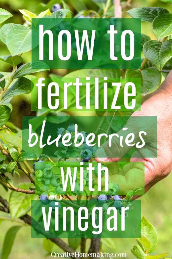 How to fertilize blueberry plants