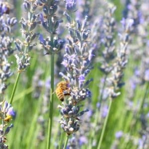 Comprehensive list of lavender farms in Washington State, including farms in both eastern and western Washington.