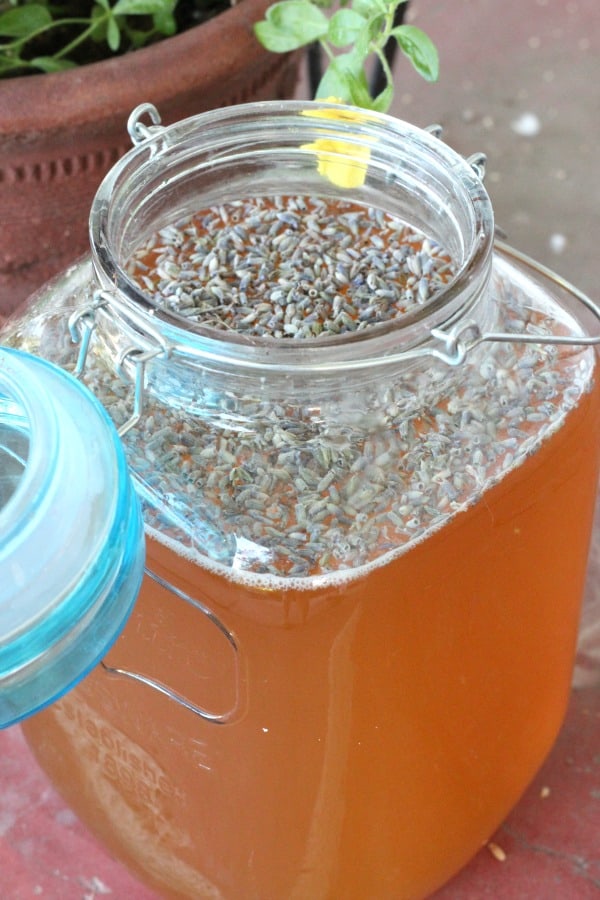 Easy recipe for lavender lemonade kombucha, one of my favorite kombucha flavors!
