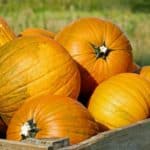 Straw Town features a straw-bale maze, straw jump, pyramid, grain play pit, obstacle course, giant teddy bear, many games, and the farm animal petting zoo.