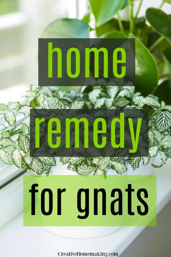 Easy home remedy for getting rid of gnats in your home, including a DIY gnat sticky trap and an easy DIY gnat spray.