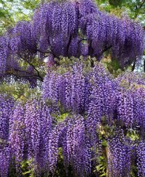 Spectacular Blue Moon Wisteria Vine Plant 1-2' Tall Potted Plant Fragrant Flowers Attracts Hummingbirds 2-3 Year Old Plants, in dormancy