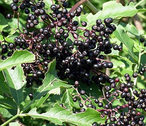 Adams Elderberry Perennial Shrub - Sambucus - 3.25