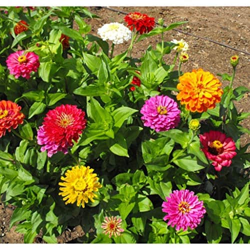 David's Garden Seeds Flower Zinnia Mixed Colors California Giants SL0987 (Multi) 500 Non-GMO, Heirloom Seeds