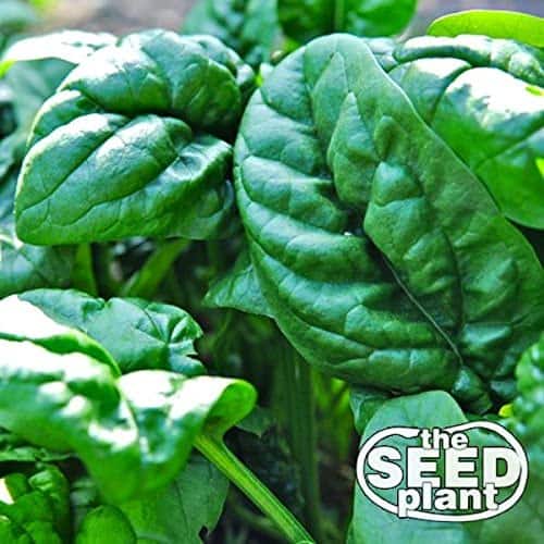 Early No. 7 Spinach Seeds - 100 Seeds Non-GMO
