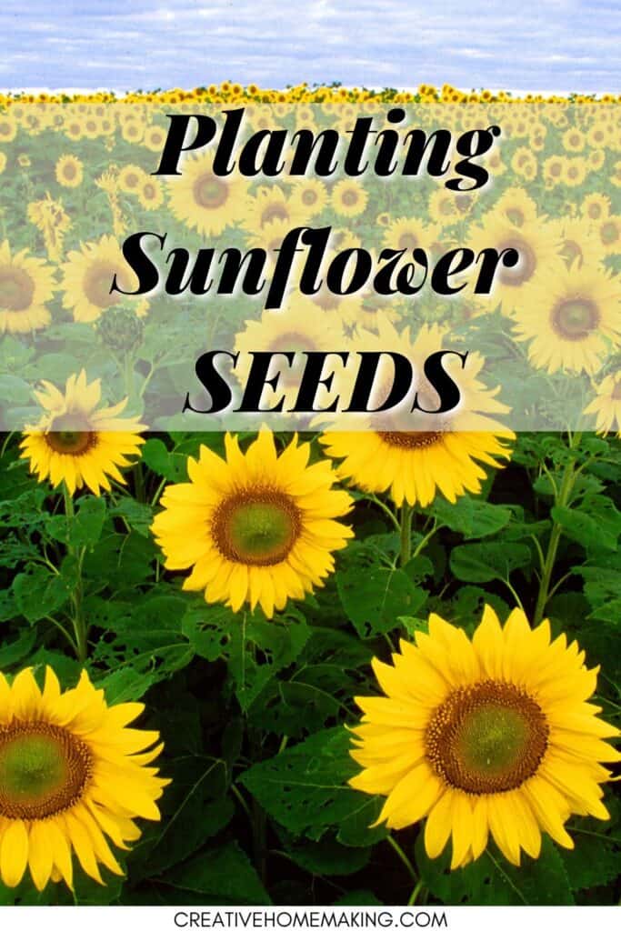 Planting sunflower seeds. Tips for growing sunflowers outdoors.