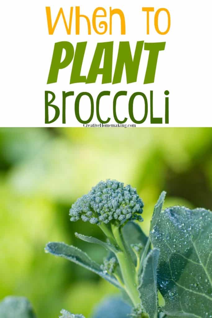 Tips for planting broccoli in spring or fall. Gardening tips for growing one of my favorite cool weather vegetables!