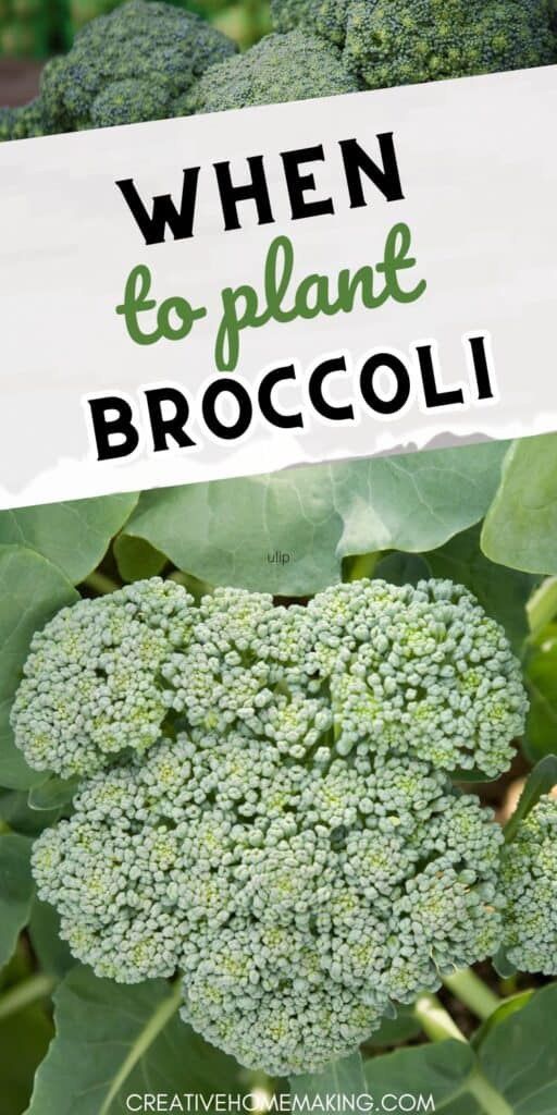 Discover the best time to plant broccoli for a bountiful harvest! Whether you're a beginner or a seasoned gardener, learn the ideal planting season and tips for growing delicious, nutritious broccoli at home.