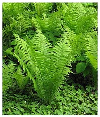 20 OSTRICH GLADE FERN Rhizome/root- (Matteuccia struthiopteris)