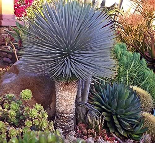 Yucca ROSTRATA Exotic Blue Color Joshua Tree Hardy Desert Caudex Cacti 4