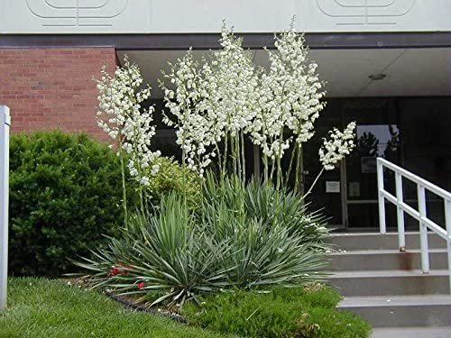 Adams Needle, Yucca filamentosa, Shrub Seeds