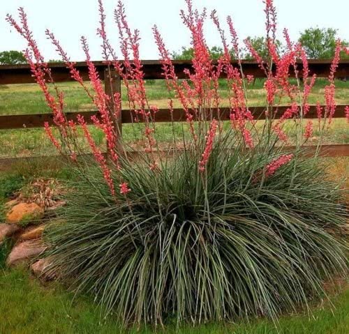 50 Hesperaloe parviflora Seeds Texas Red Yucca Redflower False Hummingbird koral