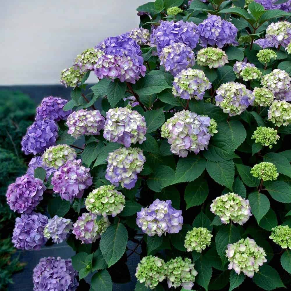 Endless Summer Hydrangea Endless Summer 1 Gal BloomStruck, Green