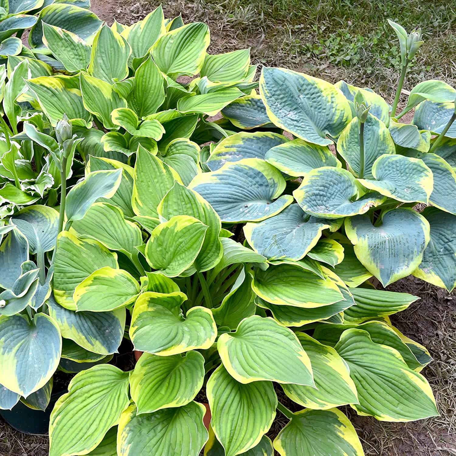 10 Bare Root Hostas - Fabulous Color for Shady Gardens