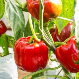 The best fertilizer for growing peppers in your garden or growing peppers in pots.