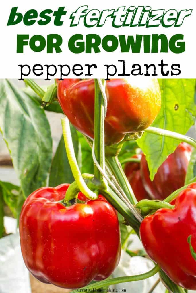 The best fertilizer for growing peppers in your garden or growing peppers in pots.