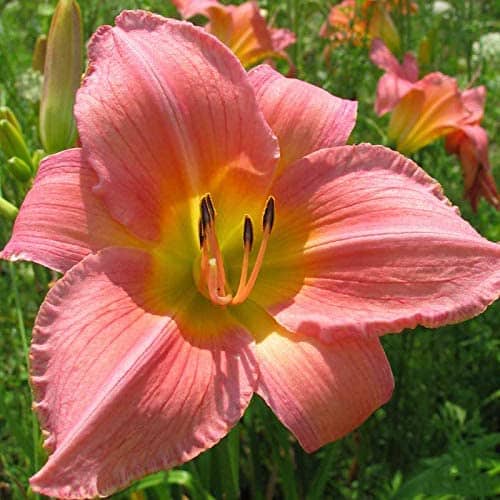Pink Daylily Roots-5 Roots-Pretty Daylily Roots Rhizome Bulbs Spectacular Flowers