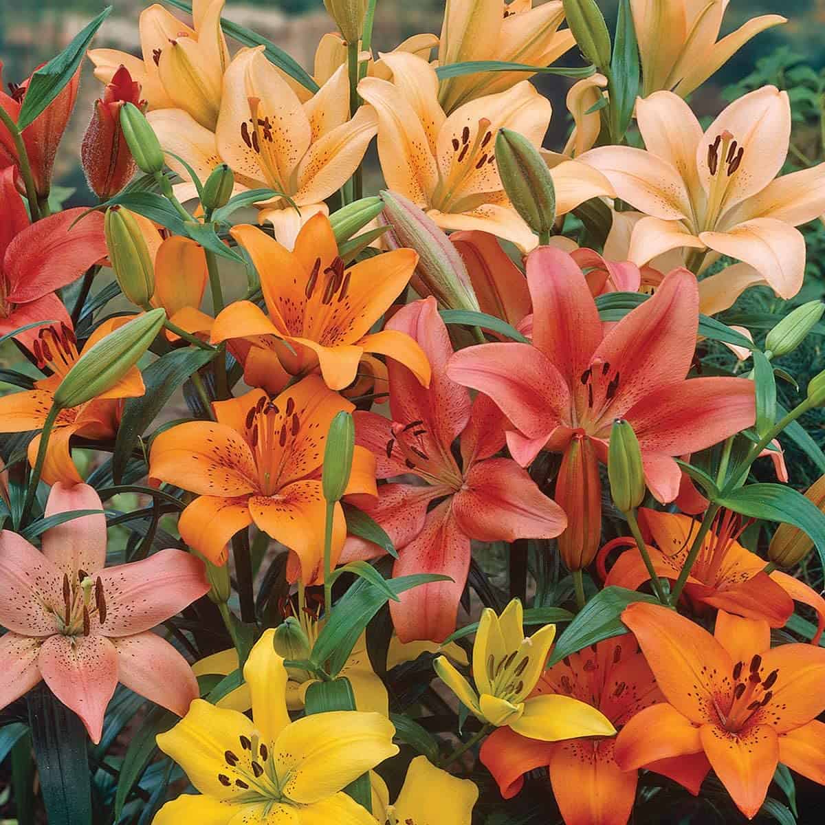 Burpee Perennial Lily Mix 10 Flowering Color