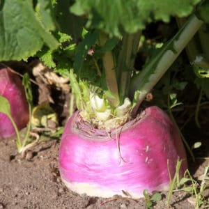 These quick pickled turnips recipe or easy Lebanese style turnips are great for refrigerating or canning. One of my favorite summer pickling recipes!