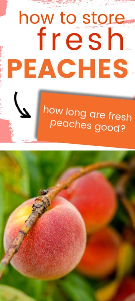 How to store fresh peaches the easy way! Tips for how to ripen peaches, how to store peaches in the refrigerator, and how to tell if peaches are ripe.