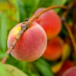 Easy tips for storing fresh peaches.