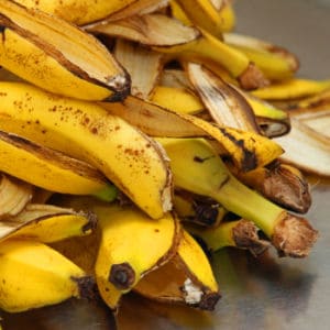 Find out the many uses of banana peels in the garden! Use banana peels to grow big beautiful blooms and promote healthy root and plant growth.