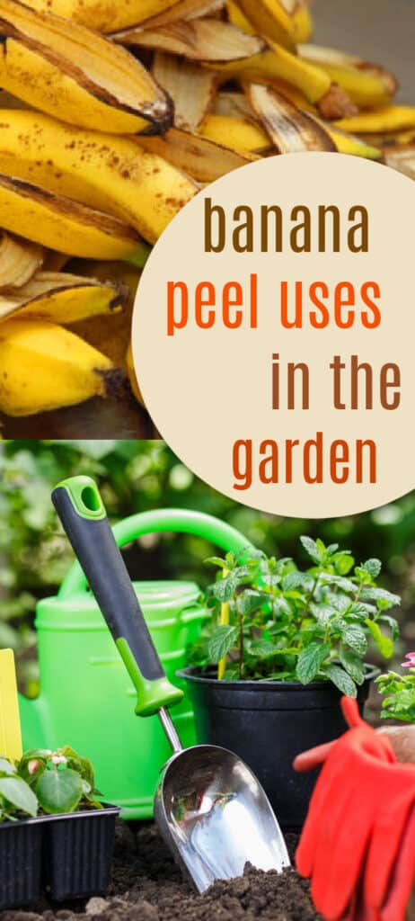 Find out the many uses of banana peels in the garden! Use banana peels to grow big beautiful blooms and promote healthy root and plant growth.