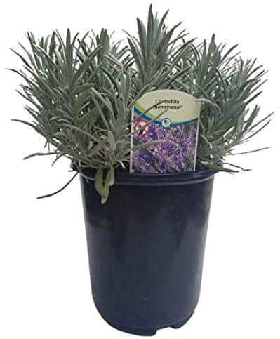 Findlavender - Lavender Plant Phenomenal -2.5QT Size Plant - 1 Live Plant - Zones 5 - 10