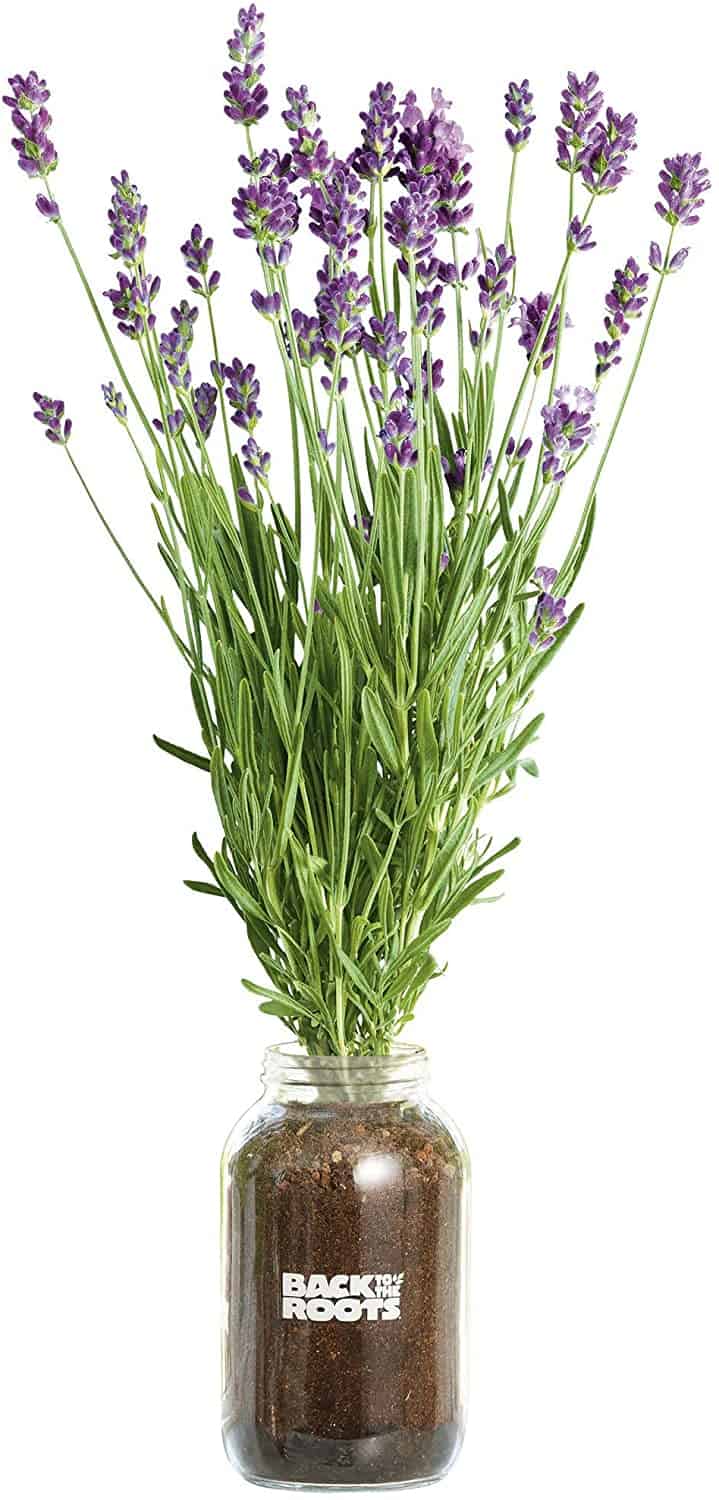 Back to the Roots Organic Lavender Year Round, Windowsill Indoor Garden Kit