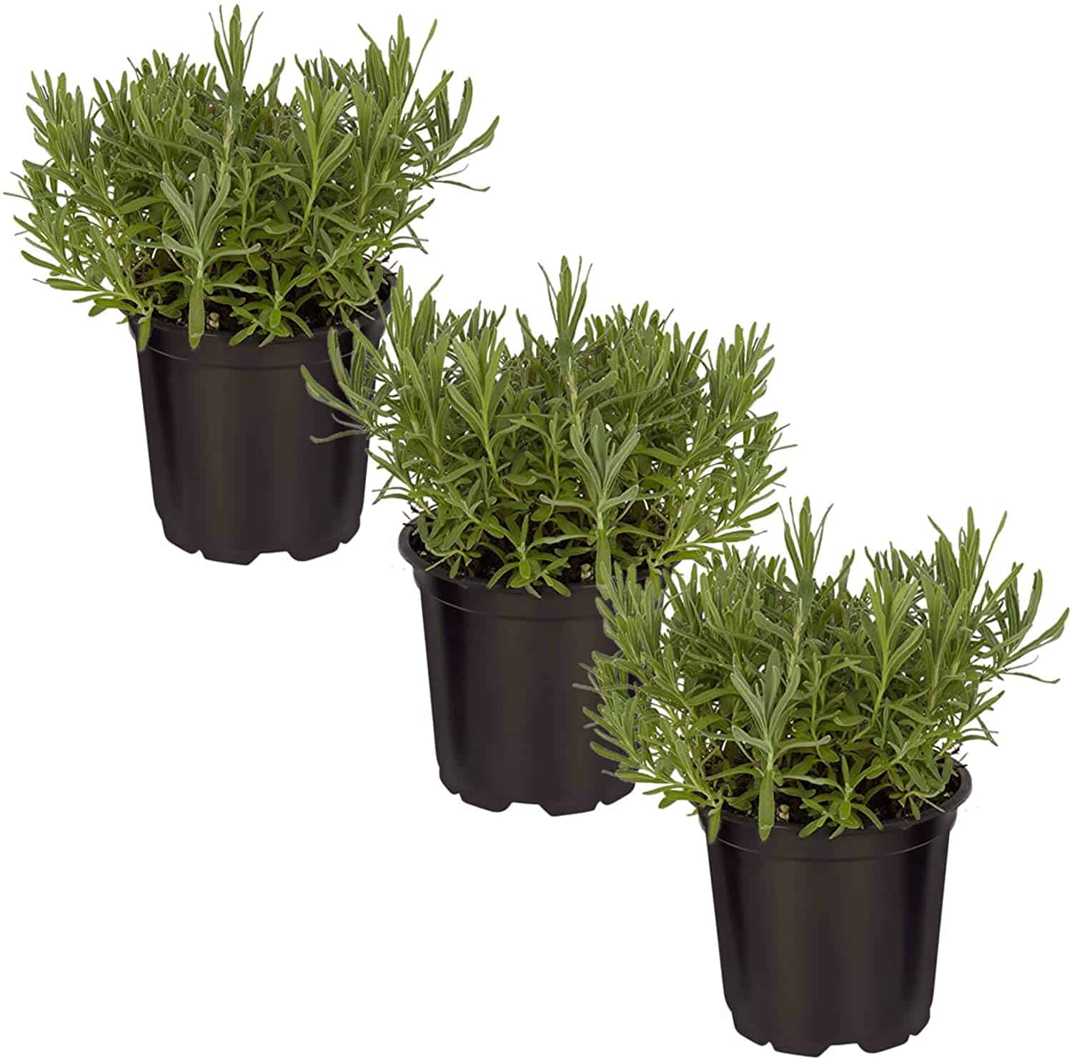 The Three Company Live Lavender Herb (3 Per Pack) Aromatic and Edible Plant, Improves Sleep and Relaxation, 4.5