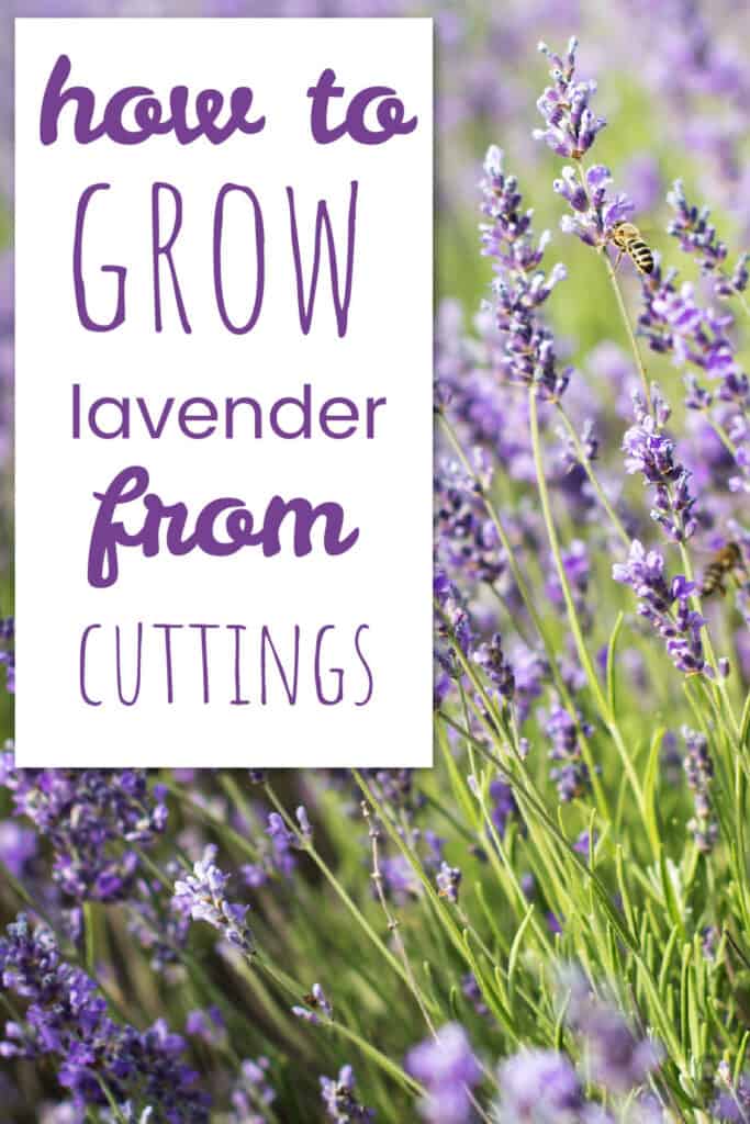 Expert gardening tips on how to grow lavender from cuttings. Rooting lavender in water or soil, plus tips, tricks and things to consider.