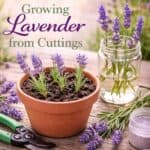Did you know you can grow new lavender plants for free? This simple step-by-step guide shows exactly how to grow lavender from cuttings. Perfect for beginners and great for garden lovers, tea party recipes, brunch ideas, and summer garden inspiration.