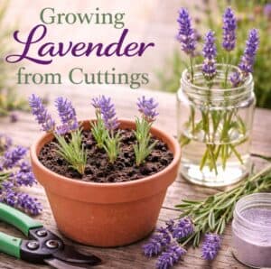 Did you know you can grow new lavender plants for free? This simple step-by-step guide shows exactly how to grow lavender from cuttings. Perfect for beginners and great for garden lovers, tea party recipes, brunch ideas, and summer garden inspiration.